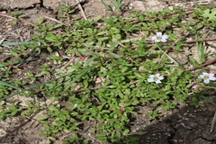 Bacopa monnieri